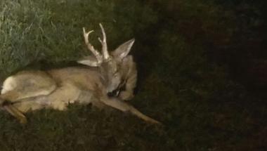 Oddział Prawobrzeże SM - potrącony jelonek