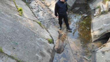 Na pomoc rannej sarnie