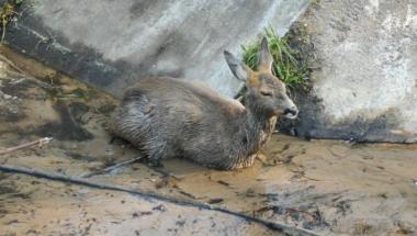 Na pomoc rannej sarnie
