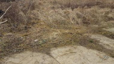 Podrzucił gałęzie-zapłacił mandat