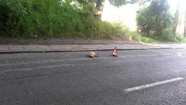 Na ratunek małym dzikom