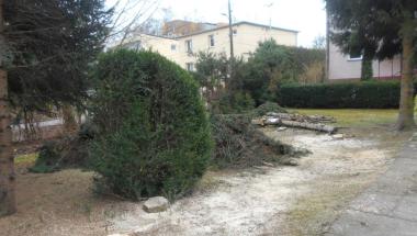 Nielegalna wycinka drzew z terenów miejskich