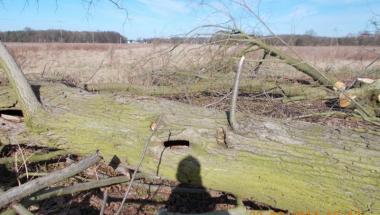 Drzewa ścięte z gniazdami ptaków i nietoperzy !