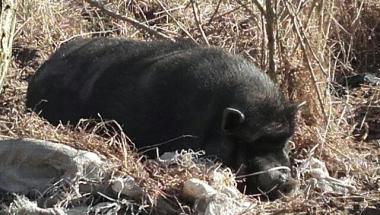 Oddział Prawobrzeże SM - świnka wietnamska