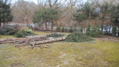 Nielegalna wycinka drzew z terenów miejskich