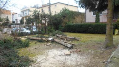 Nielegalna wycinka drzew z terenów miejskich