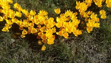 Przedszkolaki, Gryfuś i krokusowy numer alarmowy Straży Miejskiej