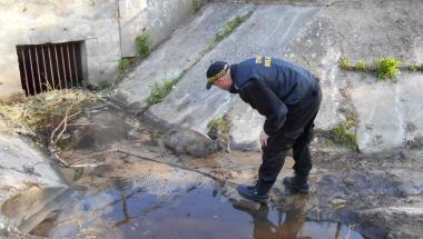 Na pomoc rannej sarnie