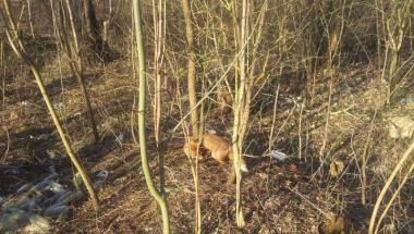 Oddział Prawobrzeże SM - potrącony lis