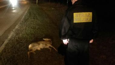 Oddział Prawobrzeże SM - potrącony jelonek