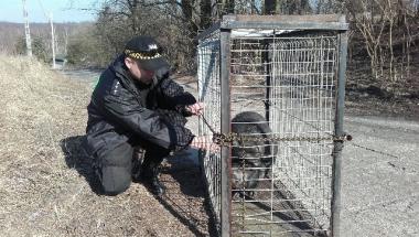 Oddział Prawobrzeże SM - świnka wietnamska