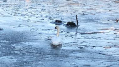 Na ratunek przymarzniętemu łabędziowi