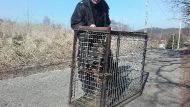 Oddział Prawobrzeże SM - świnka wietnamska