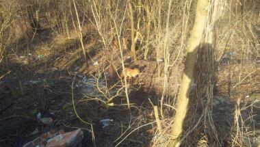 Oddział Prawobrzeże SM - potrącony lis