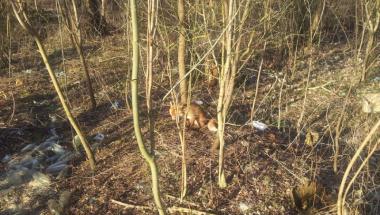 Oddział Prawobrzeże SM - potrącony lis