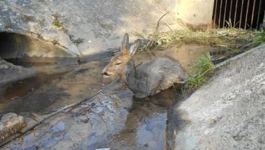 Na pomoc rannej sarnie