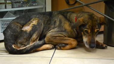 Oddział Północ SM - na ratunek dla Nory