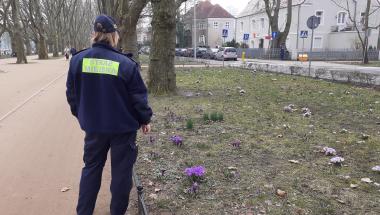 Krokusy cieszą oczy, nie depczmy ich !