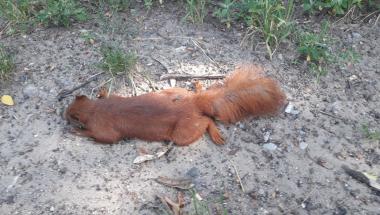 Co zrobić w przypadku znalezienia padłego zwierzęcia?