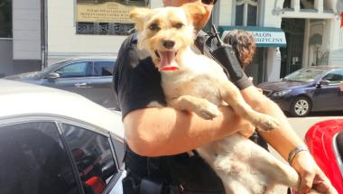 Kolejny pies zamknięty w samochodzie. Strażnicy uwolnili zwierzaka