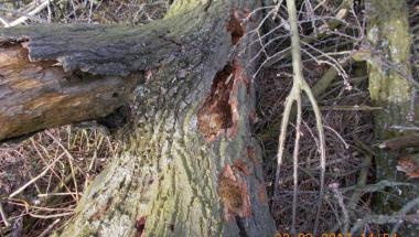 Drzewa ścięte z gniazdami ptaków i nietoperzy !