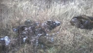 Oddział Północ SM - nielegalny wywóz odpadów