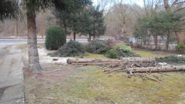 Nielegalna wycinka drzew z terenów miejskich