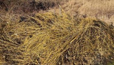 Podrzucił gałęzie-zapłacił mandat