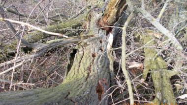 Drzewa ścięte z gniazdami ptaków i nietoperzy !