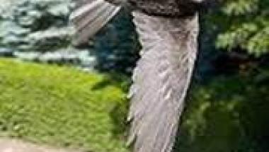 jerzyk.jpg