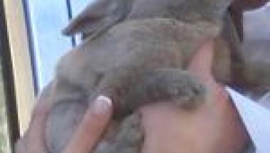 krolik_angora_tn.JPG