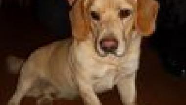 labrador_mini_tn.JPG