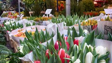tulipany.jpg